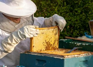 beekeeper with hive