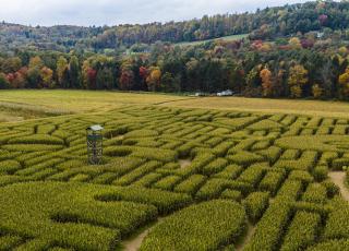corn maze