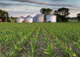 Field of crops