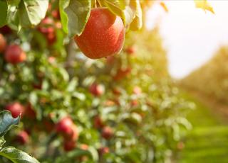 Apple trees