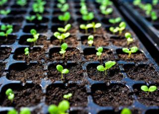 Seedlings