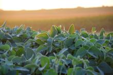 close up soybeans sunrise