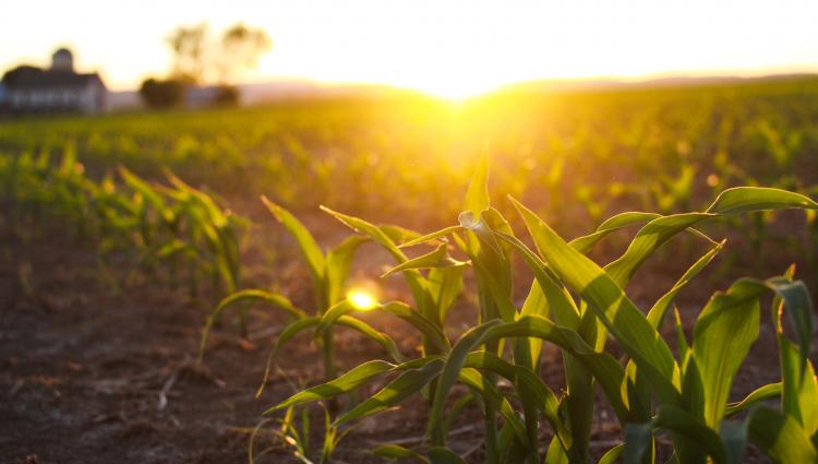 sunset over field