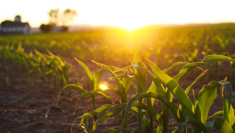 sunset over field