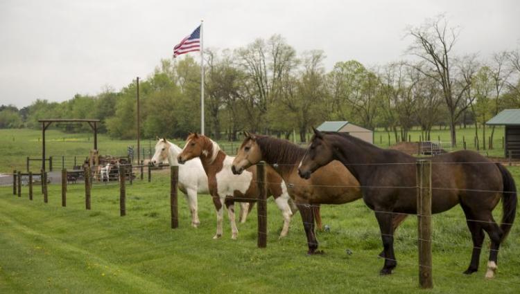 horses at fence