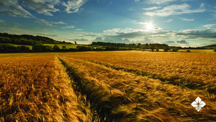 grain field