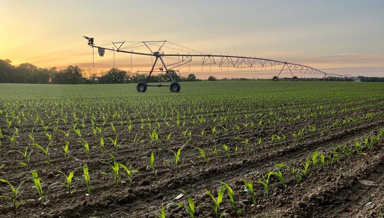 irrigation