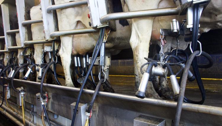 Dairy Automatic Milking