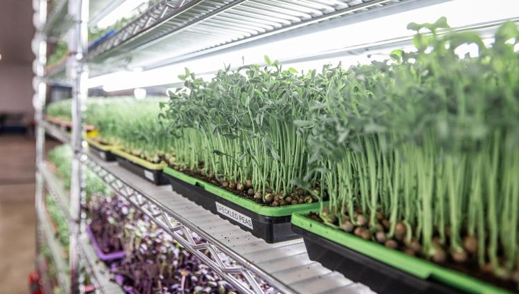 Fresh source farms