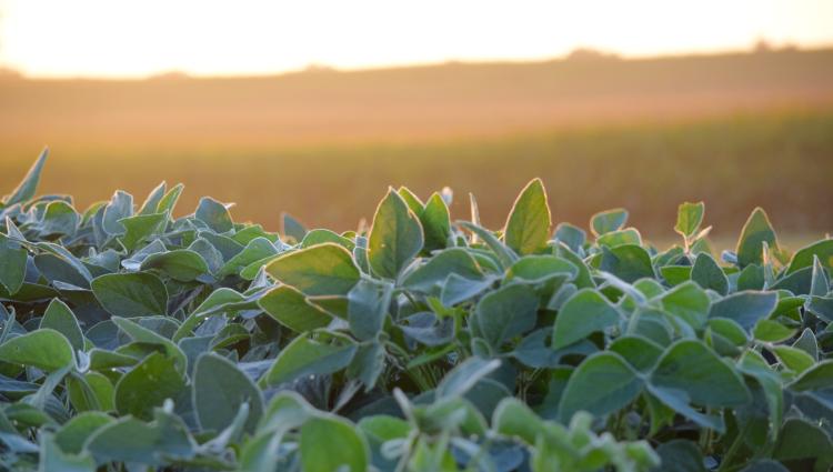 close up soybeans sunrise