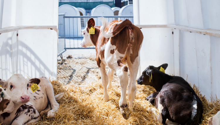dairy calves in hutch