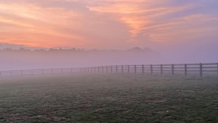 Foggy Pasture