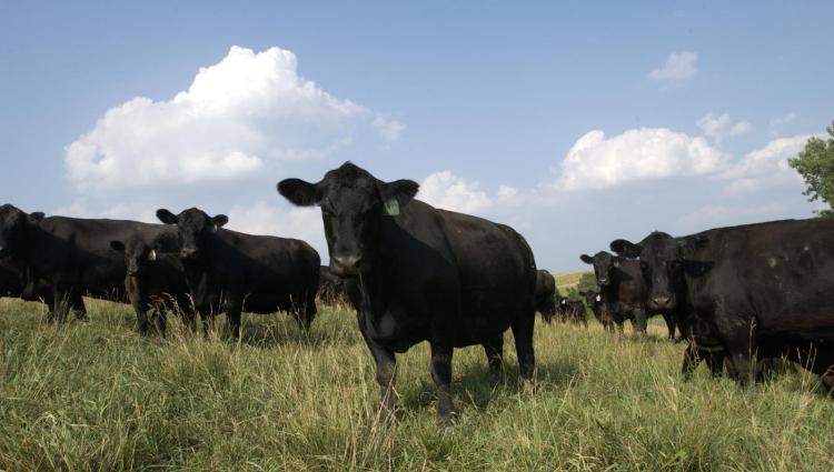Livestock Risk Protection for Cattle