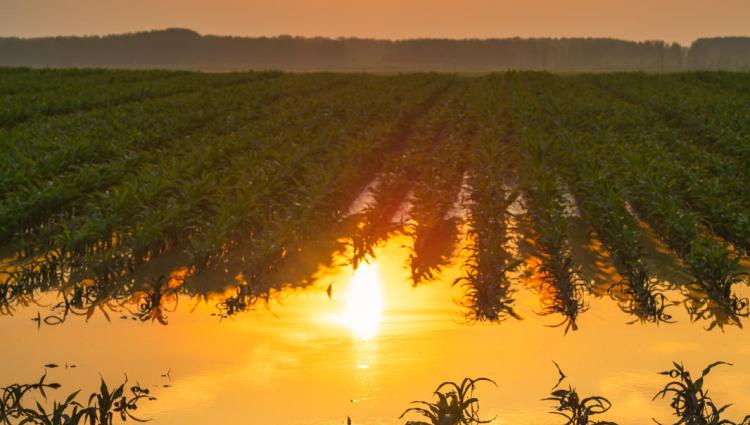 Flooded Corn Field