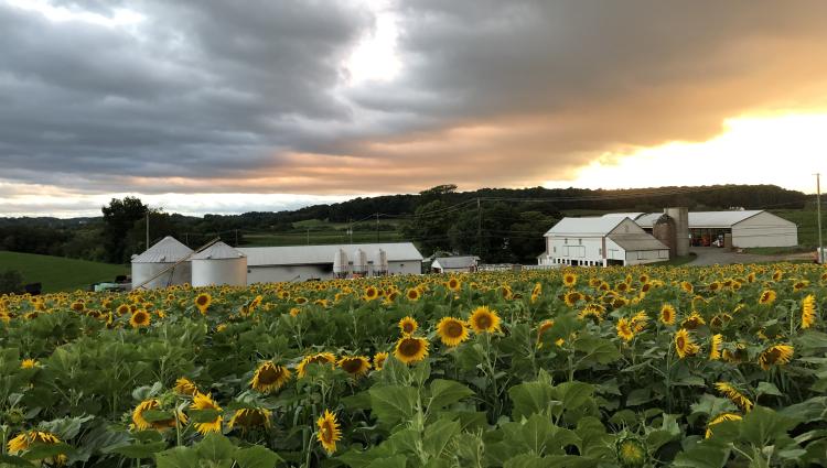 Farm buildings with rolling sunflower field