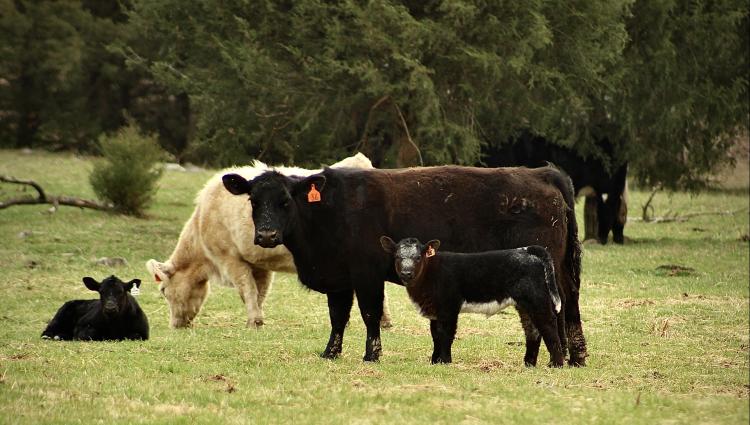 Cow calf pair standing in grass pasture