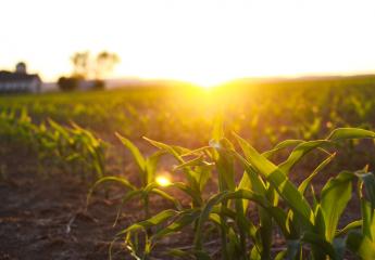 sunset over field