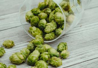 hops beer