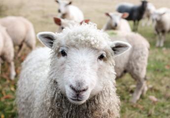 sheep