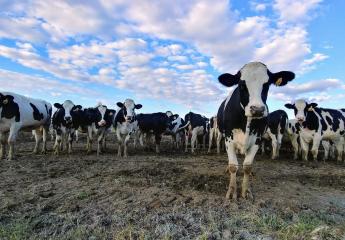 Farm Credit Offers Free Resources to Help Dairy Farmers Increase Profitability
