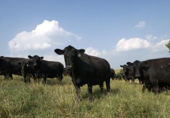 Livestock Risk Protection for Cattle