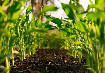 Spring Into Action - Manage Your Risk with Crop Insurance