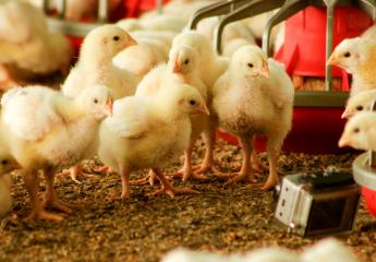 Farm Credit to Host Poultry Industry Seminar