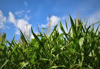Embrace the Growing Season