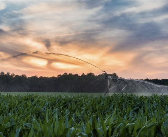 Crops being watered