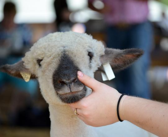 Show Sheep at the Fair
