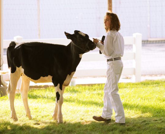 show cow with female teen