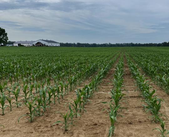 Corn Field