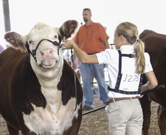 Young person showing beef cattle
