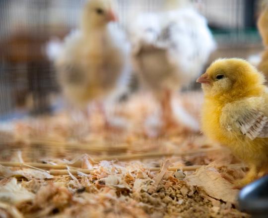Baby Chicken
