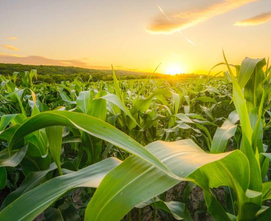 corn and sunset