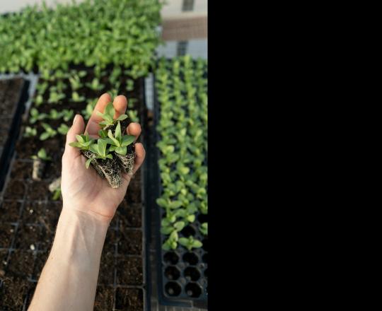 hand holding tiny plant