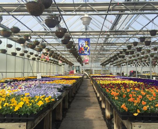 flowers and baskets in greenhouse