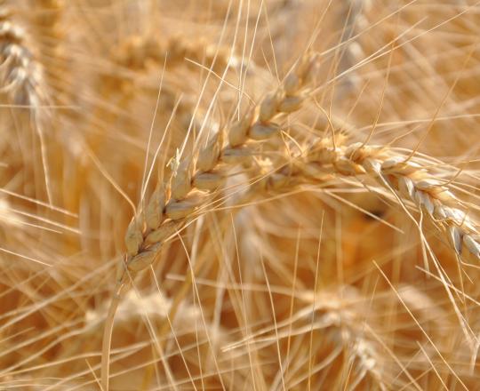 wheat