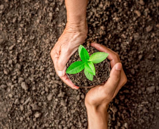 Hands holding soil