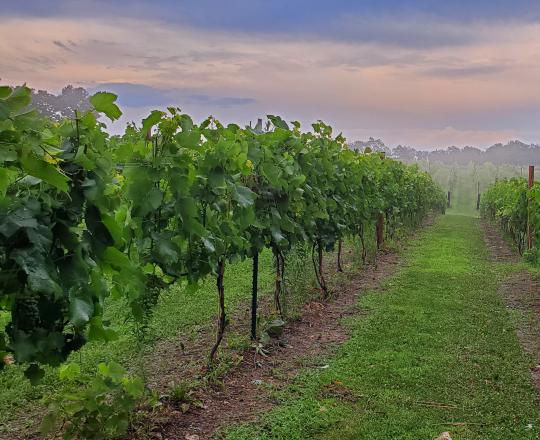 grape vineyard in foggy sunrise