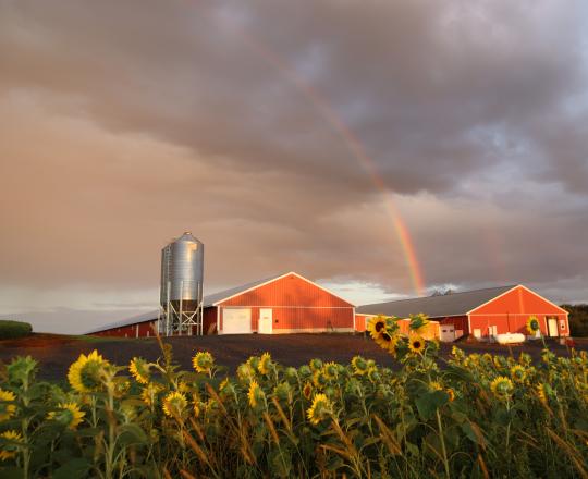 two red poultry houses under cloudy sky and rainbox