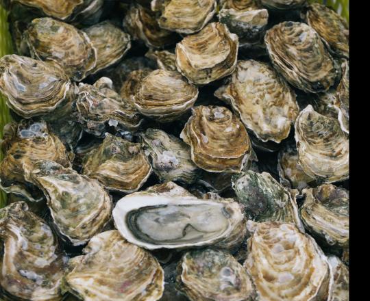 pile of oysters