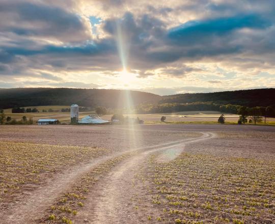 Farm Field 