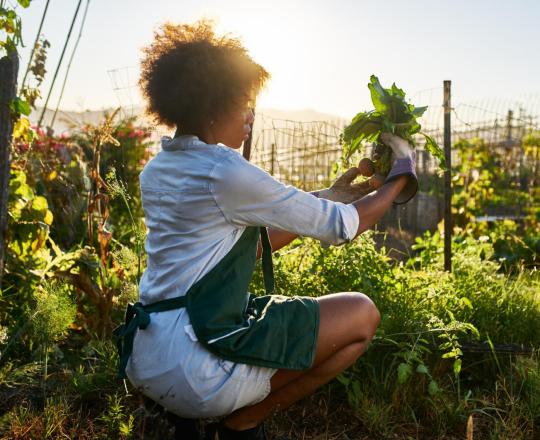 Young, Beginning Farmer Loans