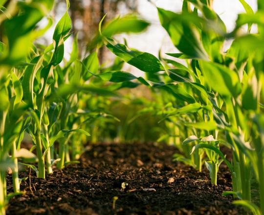 Spring Into Action - Manage Your Risk with Crop Insurance