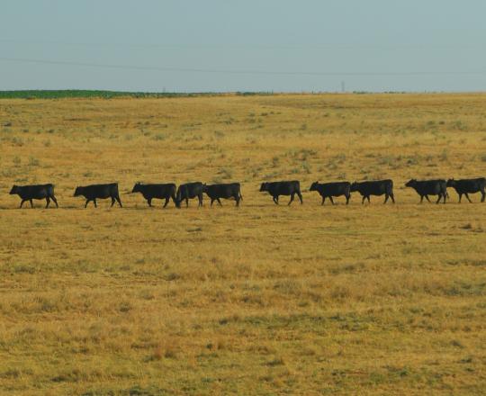 Livestock Risk Protection Cattle