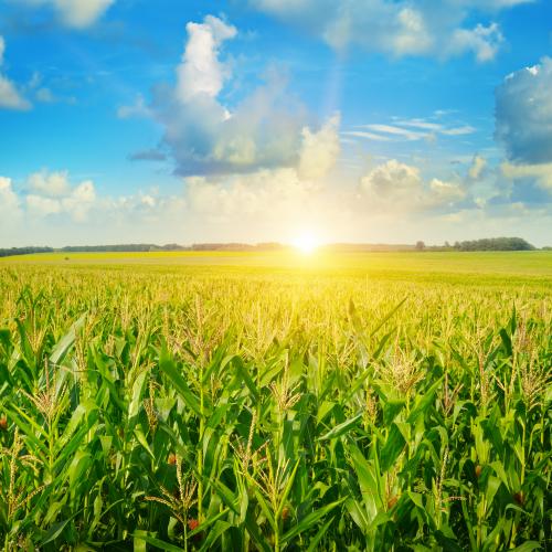 Hogs Horizon Farm Credit Hogs Horizon Farm Credit