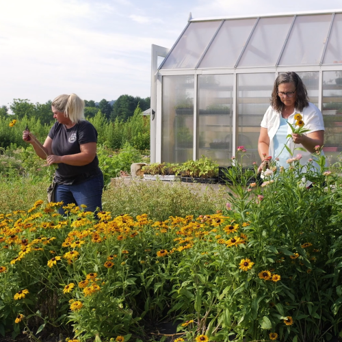 Cindy Smith and Beth Williams cutting flowers